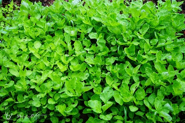 พาชมบ้านนอกและสวนของผม ในยามฝนแล้ง