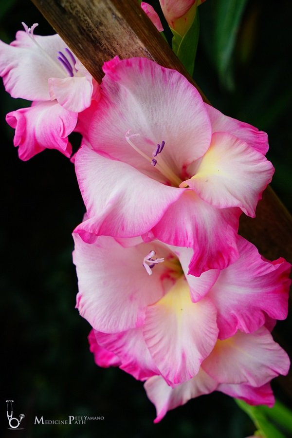 พาชมบ้านนอกและสวนของผม ในยามฝนแล้ง