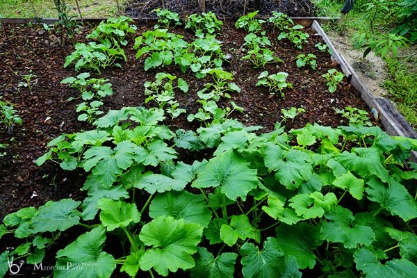 พาชมบ้านนอกและสวนของผม ในยามฝนแล้ง