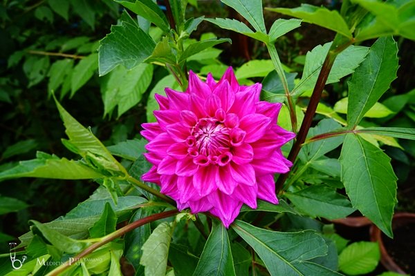 พาชมบ้านนอกและสวนของผม ในยามฝนแล้ง