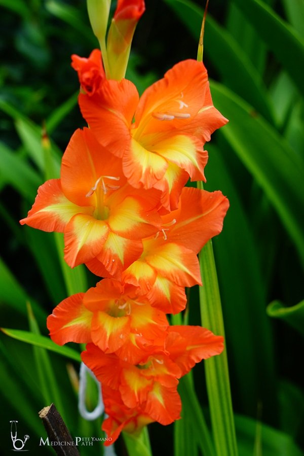 พาชมบ้านนอกและสวนของผม ในยามฝนแล้ง