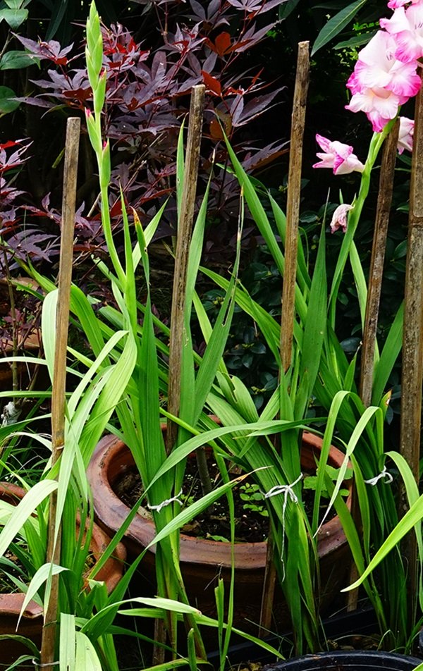 พาชมบ้านนอกและสวนของผม ในยามฝนแล้ง