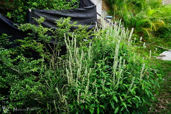 พาชมบ้านนอกและสวนของผม ในยามฝนแล้ง