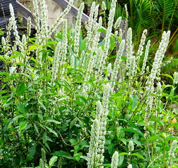 พาชมบ้านนอกและสวนของผม ในยามฝนแล้ง