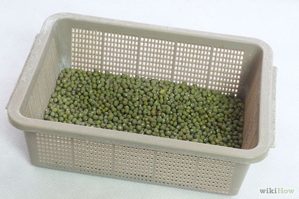 ปลูก “ถั่วงอก” ขวด กินเอง เหมาะมากกับชาวคอนโด