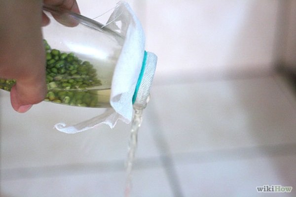 ปลูก “ถั่วงอก” ขวด กินเอง เหมาะมากกับชาวคอนโด