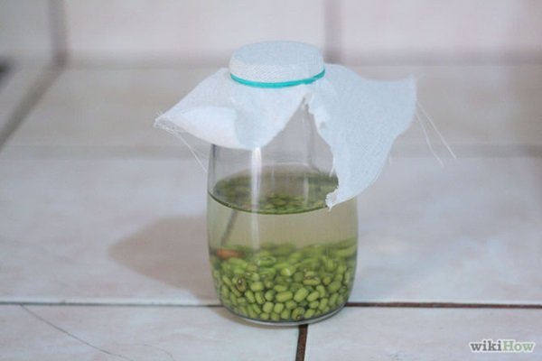 ปลูก “ถั่วงอก” ขวด กินเอง เหมาะมากกับชาวคอนโด