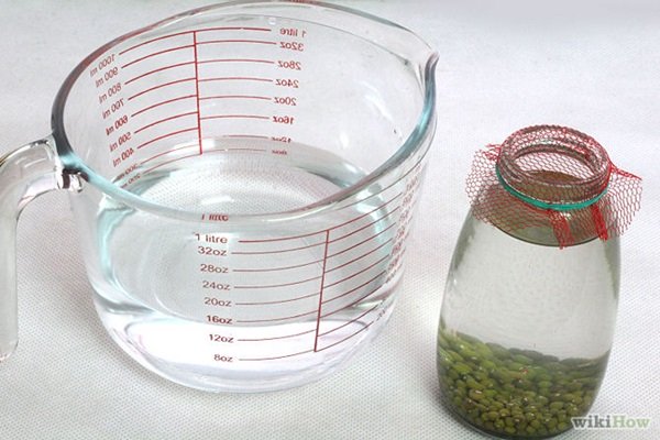 ปลูก “ถั่วงอก” ขวด กินเอง เหมาะมากกับชาวคอนโด