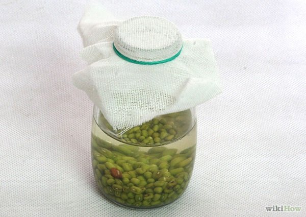 ปลูก “ถั่วงอก” ขวด กินเอง เหมาะมากกับชาวคอนโด