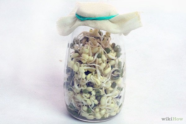 ปลูก “ถั่วงอก” ขวด กินเอง เหมาะมากกับชาวคอนโด