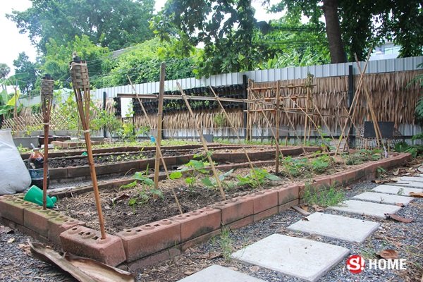 รื้อที่กลางทองหล่อ 300 ล้าน เป็น “Root Garden” ปลูกผัก เลี้ยงไก่ ให้อาหารแพะ