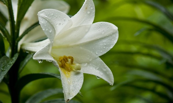 10 ต้นไม้สวยใส แต่เป็นอันตรายสำหรับ “แมว”