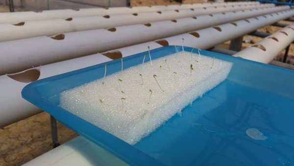 ขั้นตอนทำชุดปลูก Hydroponic  วิธีการปลูกอย่างละเอียด