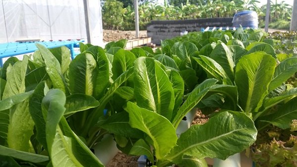 ขั้นตอนทำชุดปลูก Hydroponic  วิธีการปลูกอย่างละเอียด