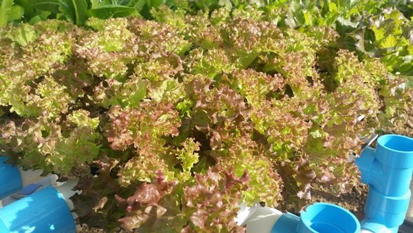 ขั้นตอนทำชุดปลูก Hydroponic  วิธีการปลูกอย่างละเอียด