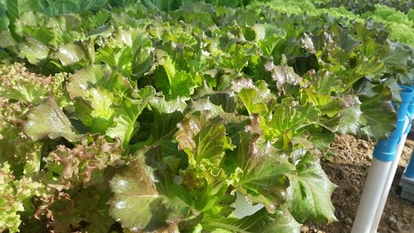 ขั้นตอนทำชุดปลูก Hydroponic  วิธีการปลูกอย่างละเอียด