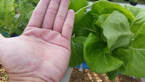 ขั้นตอนทำชุดปลูก Hydroponic  วิธีการปลูกอย่างละเอียด