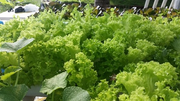 ขั้นตอนทำชุดปลูก Hydroponic  วิธีการปลูกอย่างละเอียด