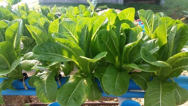 ขั้นตอนทำชุดปลูก Hydroponic  วิธีการปลูกอย่างละเอียด