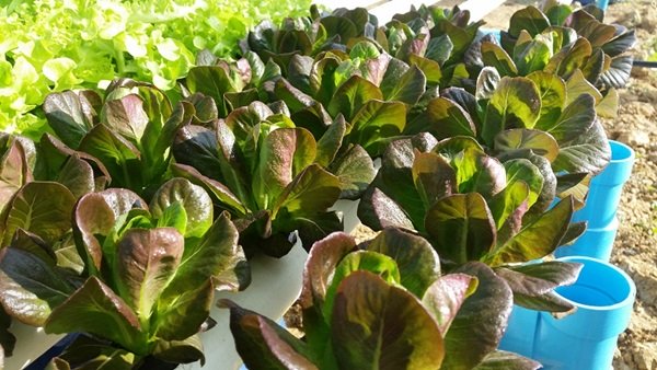 ขั้นตอนทำชุดปลูก Hydroponic  วิธีการปลูกอย่างละเอียด