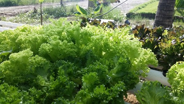 ขั้นตอนทำชุดปลูก Hydroponic  วิธีการปลูกอย่างละเอียด