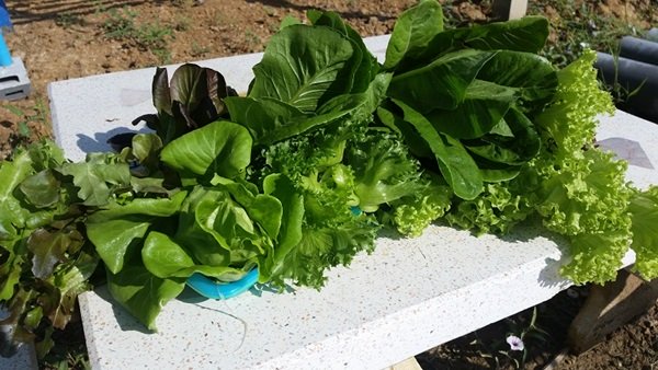 ขั้นตอนทำชุดปลูก Hydroponic  วิธีการปลูกอย่างละเอียด