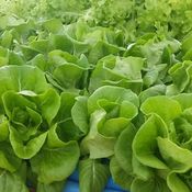 ขั้นตอนทำชุดปลูก Hydroponic  วิธีการปลูกอย่างละเอียด