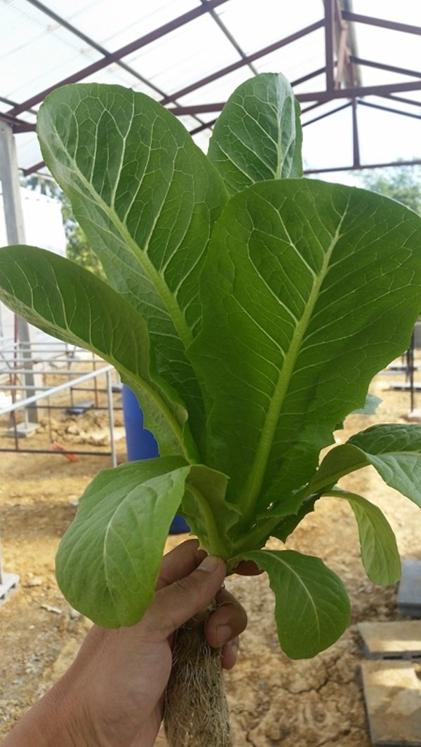 ขั้นตอนทำชุดปลูก Hydroponic  วิธีการปลูกอย่างละเอียด