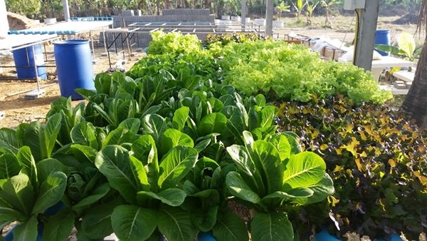 ขั้นตอนทำชุดปลูก Hydroponic  วิธีการปลูกอย่างละเอียด