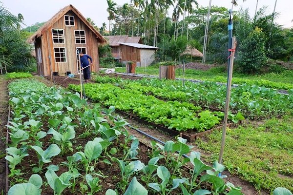 DIY ครัวไม้หลังใหม่ ในสวนผักปลอดสาร ที่บ้านเกิด