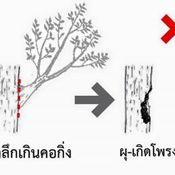 รวมวิธีตัดต้นไม้อย่างไรให้ต้นไม้สุขภาพดี ไม่ล้มทับเป็นอันตรายคนอื่น