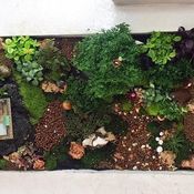 DIY Giant tray garden