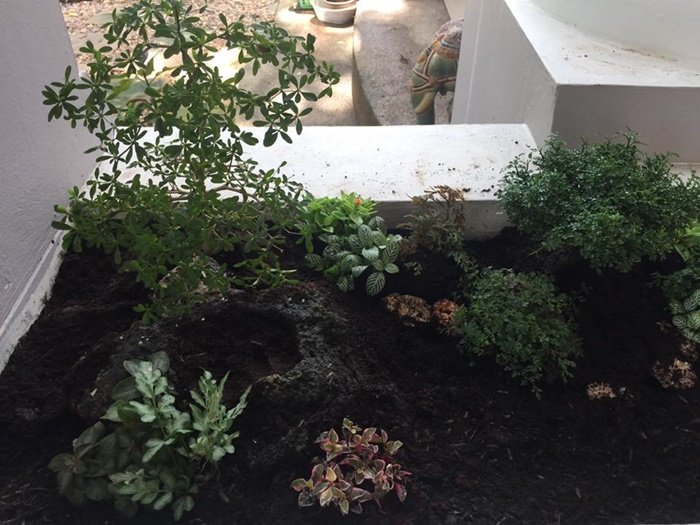 DIY Giant tray garden