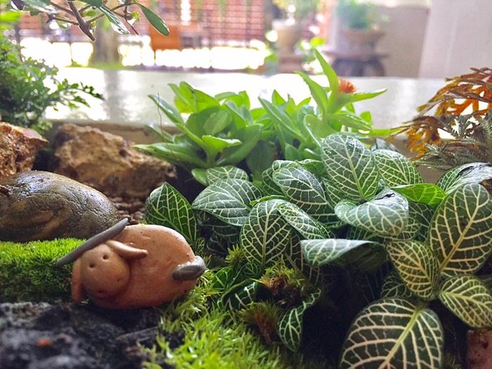 DIY Giant tray garden