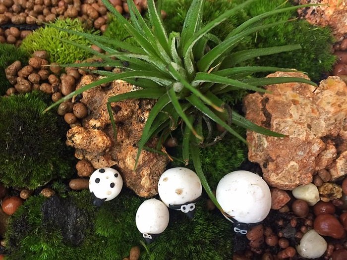 DIY Giant tray garden