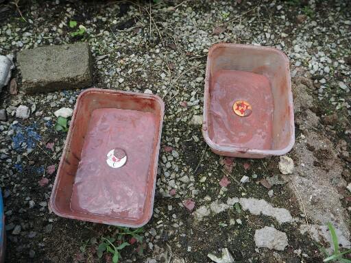 แชร์ไอเดีย DIY กระถางต้นไม้จากกล่องข้าวพลาสติกขั้นตอนทำง่ายใช้อุปกรณ์น้อยชิ้น