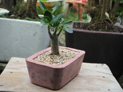 แชร์ไอเดีย DIY กระถางต้นไม้จากกล่องข้าวพลาสติกขั้นตอนทำง่ายใช้อุปกรณ์น้อยชิ้น