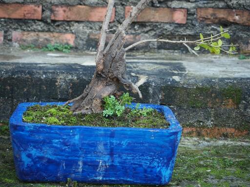 แชร์ไอเดีย DIY กระถางต้นไม้จากกล่องข้าวพลาสติกขั้นตอนทำง่ายใช้อุปกรณ์น้อยชิ้น