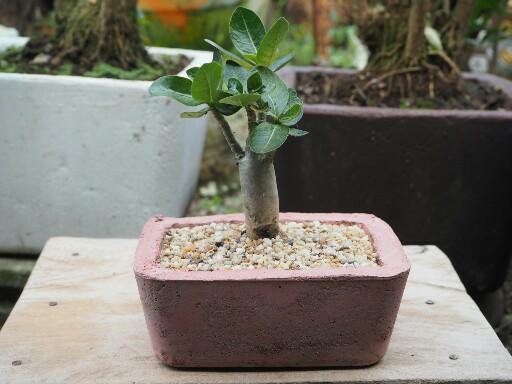 แชร์ไอเดีย DIY กระถางต้นไม้จากกล่องข้าวพลาสติกขั้นตอนทำง่ายใช้อุปกรณ์น้อยชิ้น