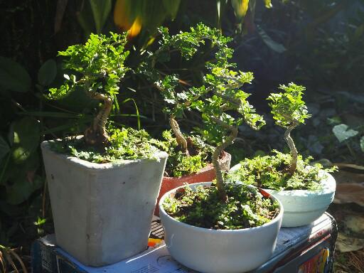 แชร์ไอเดีย DIY กระถางต้นไม้จากกล่องข้าวพลาสติกขั้นตอนทำง่ายใช้อุปกรณ์น้อยชิ้น