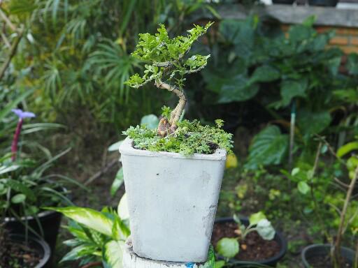 แชร์ไอเดีย DIY กระถางต้นไม้จากกล่องข้าวพลาสติกขั้นตอนทำง่ายใช้อุปกรณ์น้อยชิ้น