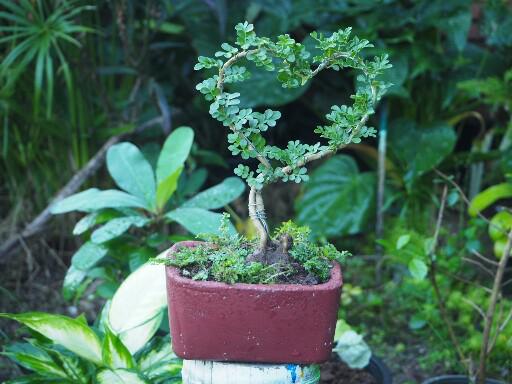 แชร์ไอเดีย DIY กระถางต้นไม้จากกล่องข้าวพลาสติกขั้นตอนทำง่ายใช้อุปกรณ์น้อยชิ้น