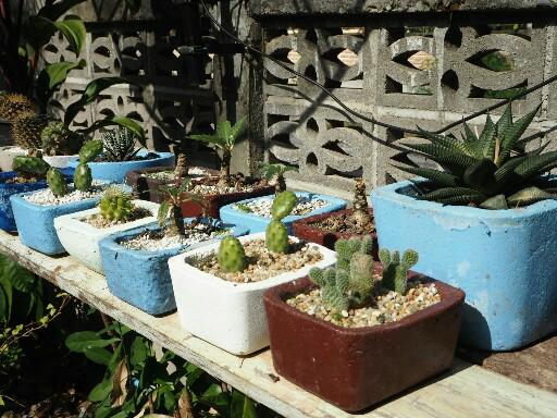 แชร์ไอเดีย DIY กระถางต้นไม้จากกล่องข้าวพลาสติกขั้นตอนทำง่ายใช้อุปกรณ์น้อยชิ้น