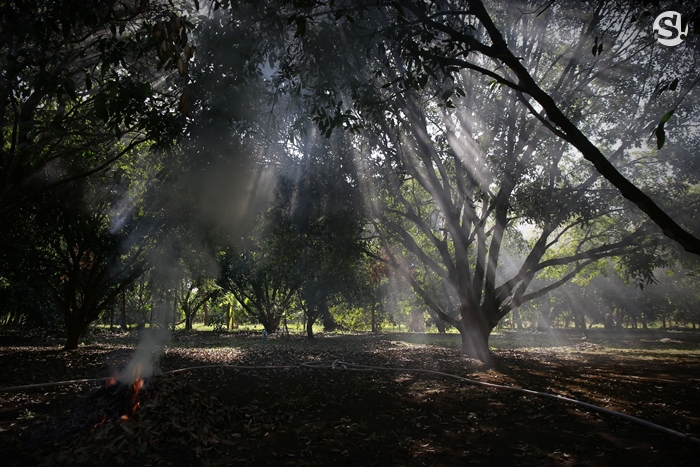 บ้าน 4 ไร่ที่นครนายกของ “เท่ง เถิดเทิง” บ้านไม้เรียบง่ายในสวนผลไม้ มีน้ำตก และไก่ป่า