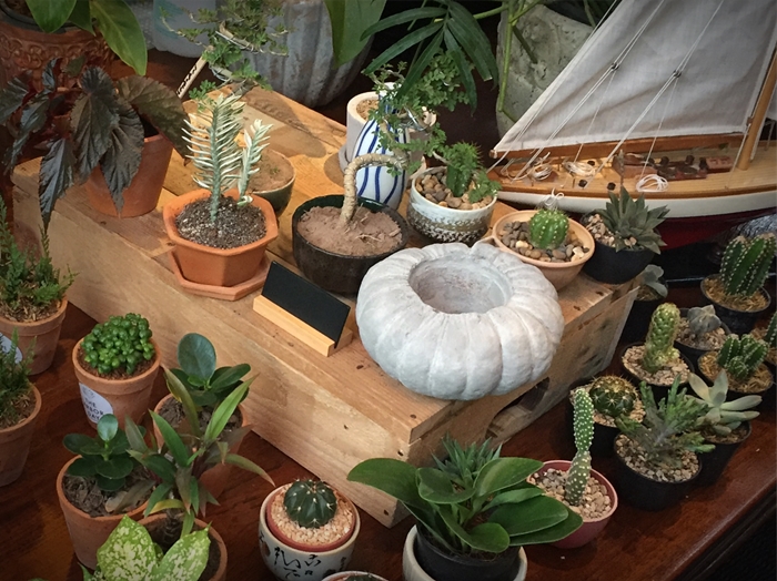 สวนบ้าน “กิก ดนัย” มุมเท่ของบ้านที่เกิดจากการผสมต้นไม้ และเฟอร์นิเจอร์ให้เข้ากัน