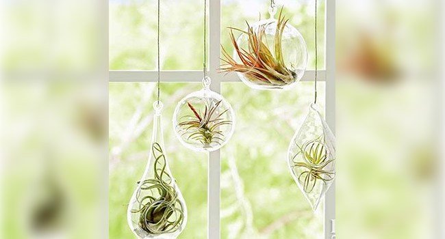 ไม้อากาศ Air plant จากร้าน 100 เยน Daiso กับการประดับสุดแสนสดชื่นน่ารัก