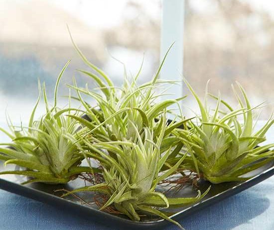 ไม้อากาศ Air plant จากร้าน 100 เยน Daiso กับการประดับสุดแสนสดชื่นน่ารัก