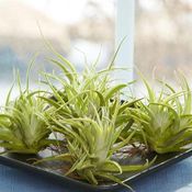 ไม้อากาศ Air plant จากร้าน 100 เยน Daiso กับการประดับสุดแสนสดชื่นน่ารัก