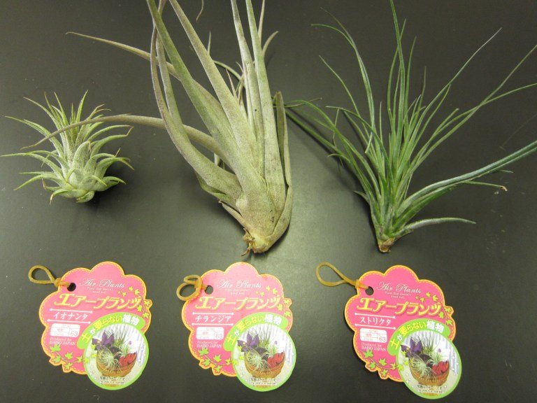 ไม้อากาศ Air plant จากร้าน 100 เยน Daiso กับการประดับสุดแสนสดชื่นน่ารัก