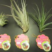 ไม้อากาศ Air plant จากร้าน 100 เยน Daiso กับการประดับสุดแสนสดชื่นน่ารัก